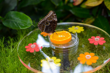 Zwischen Blumen sitz ein Schmetterling
