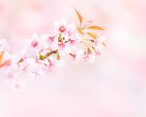 Wild Himalayan Cherry Blossom flowers in spring forest season with beautiful soft bokeh white light, blurry pink background and copy space for text decoration or insertion, spring natural object