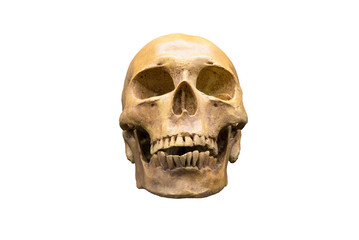 Skull on white isolated background with selective focus and clipping path.