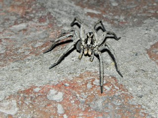 Spider