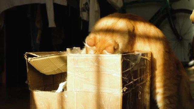 Two cats play in a cardboard box, 4k