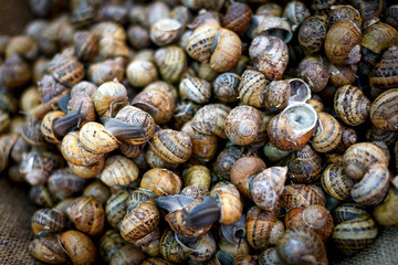 Snails on market. A lot of fresh live snails on display at market