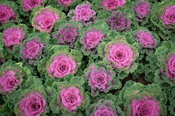 Fototapeta premium Multicolor decorative cabbage in blossom - Fresh cabbage growing in the garden.