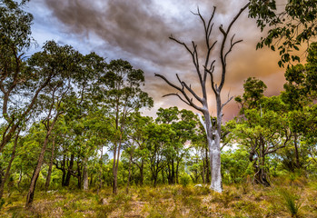Forest fire burning in Western Australia