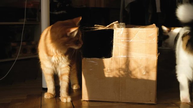 Two cats play with a cardboard box, 4k
