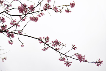Cherry Blossom Thai Sakura pink flower during winter in ChiangMai Province, Thaniland