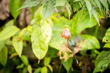 White-whiskered Hermit (Phaethornis Yaruqui)
