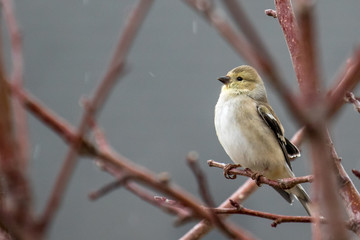 American Goldfinch perched on a tree branch