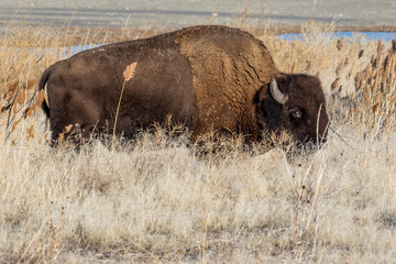 Wild buffalo grazing near the edge of a lake