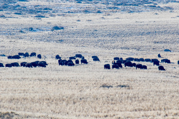 Field of wild buffalo grazing on the Rocky Mountain plains