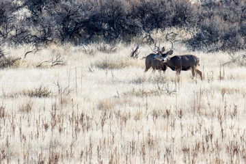 Two large muledeer bucks in the meadow