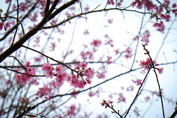 Cherry Blossom Thai Sakura pink flower during winter in ChiangMai Province, Thaniland