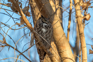 Great horned owl sleeping in a tree