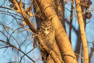 Great horned owl sleeping in a tree