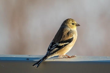 American goldfinch perched on a fence top