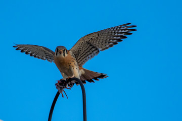 American Kestrel lands on a post to eat his mouse