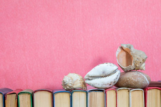 Sea shells on multicolored books at pink background. Education concept. Copy space