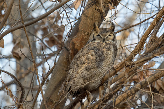 Great horned owl sleeping in a tree