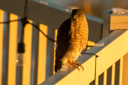 Sharp-shinned hawk perched on a back yard deck in the sunset light