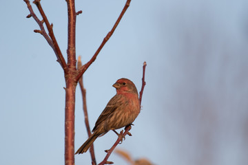 Male house finch perched on a tree branch