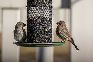 Wild birds eat seed from a feeder
