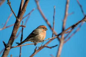 Male house finch perched on a tree branch
