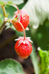 Close-up organic red strawberry growing field. beautiful garden berry macro view. shallow depth of field, soft selective focus