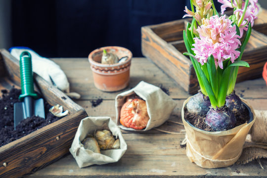 Gardening and planting concept. Woman hands planting hyacinth in ceramic pot. Seedlings garden tools, tubers (bulbs) gladiolus and hyacinth, flowers pink hyacinth. Toned and processing photo.