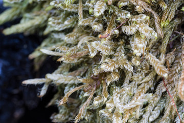 Macro photography of tangled lichens in the forest.