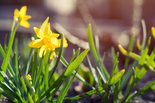 Yellow blooming daffodil. Sunny day. It rains in sunny day. Low angle. Sunshine. Sunrise. Shallow depth of field. Copy space.