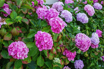 Hydrangea is pink, blue, lilac, violet, purple, white flowers are blooming in spring and summer in garden.