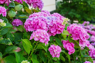 Obraz premium Hydrangea is pink, blue, lilac, violet, purple, white flowers are blooming in spring and summer