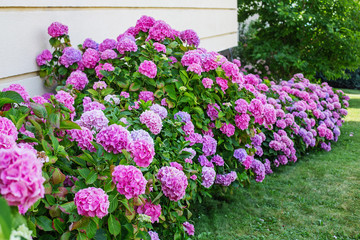 Fototapeta na wymiar Hydrangea is pink, blue, lilac, violet, purple, white flowers are blooming in spring and summer in garden.