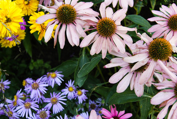 Colorful daisies closeup in summer