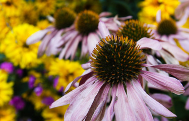 Colorful daisies closeup in summer