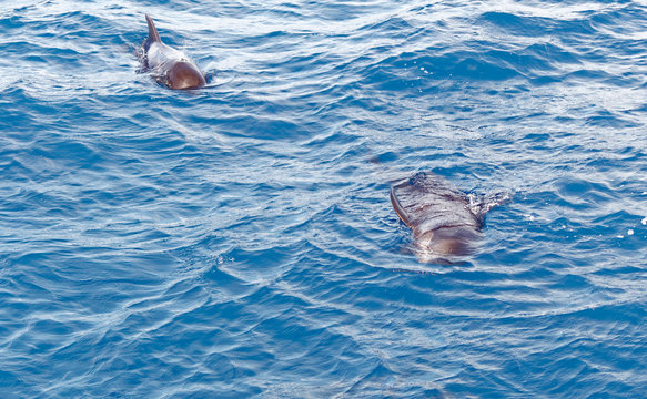 Short-finned pilot whale and baby  off coast of Tenerife