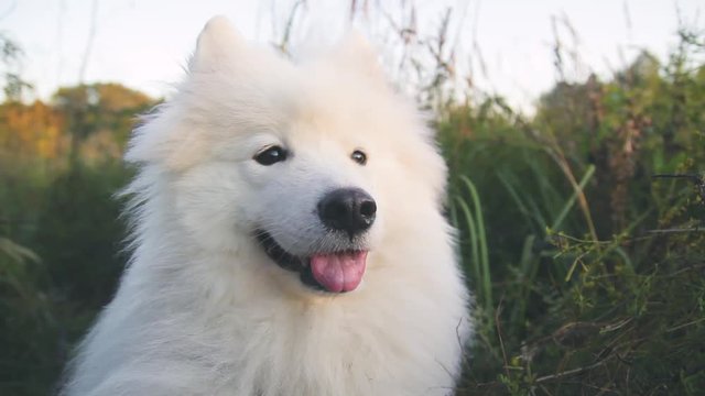 muzzle of a large white and fluffy dog close-up, husky samoyed