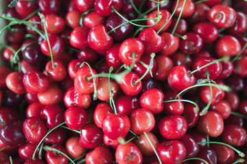 Close up of pile of ripe cherries with stalks and leaves