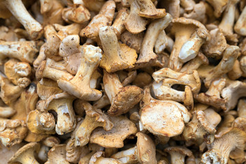 Close up picture of forest mushroom boletus