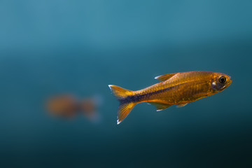 Aquarium fish. Silver Tipped Tetra. gold, orange. blue deep background, soft focus, macro view