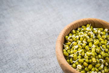 Sprouted organic grains of mung beans