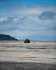 lone tree on a field