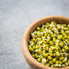 Sprouted organic grains of mung beans