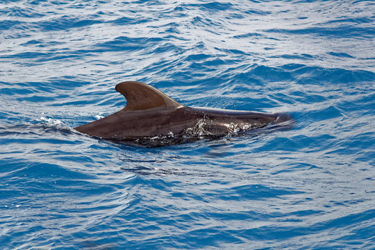 Short-finned pilot whales off coast of Tenerife