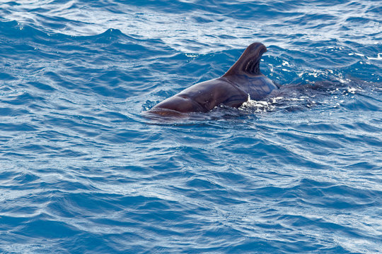 Short-finned pilot whales off coast of Tenerife