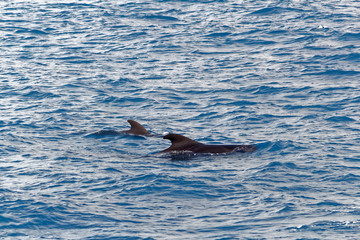 Fototapeta premium Short-finned pilot whales off coast of Tenerife