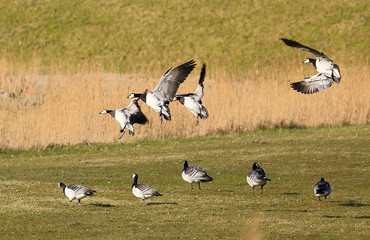 Group planning.Four large, black and white, wild goose slowly planning above the ground make a landing.