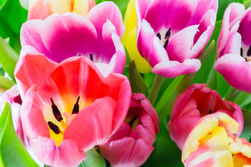 Fototapeta na wymiar Tulip. Spring flowers purple green red yellow tulips