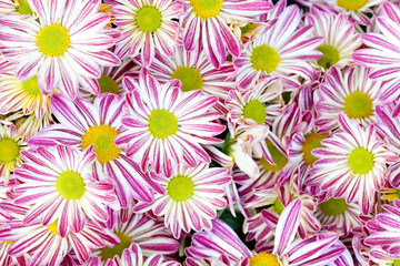 Violet chrysanthemums floral background. Colorful white pink yellow mums flowers close-up photo. Selective focus