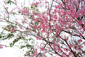 Cherry Blossom Thai Sakura pink flower during winter in ChiangMai Province, Thaniland